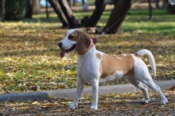 Chien en laisse