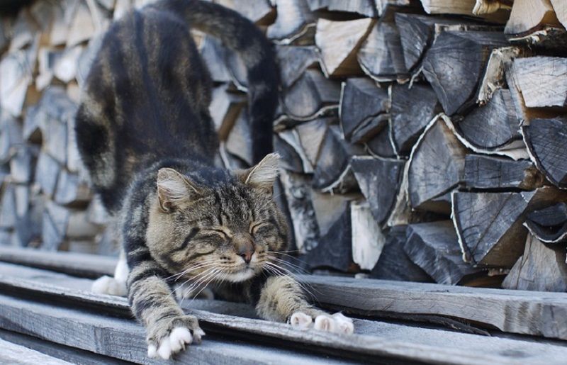 De Plus En Plus De Veterinaires Desapprouvent Le Degriffage Des Chats Actualites Actualite Estrieplus Com Le Journal Internet